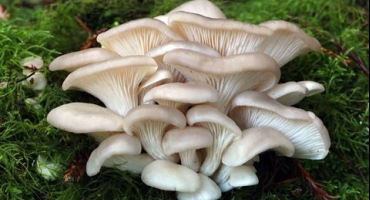 Jak zmrazit hlívu ústřičnou na zimu doma